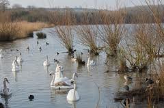 Swans Wild Swans