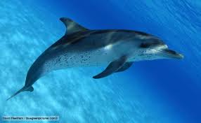 Morhogh Dolphin Der Delfin