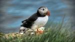 puffin