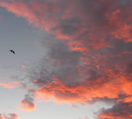 Entblättertem Abendrot2