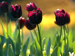 images (1)