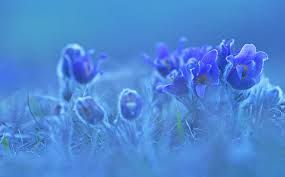 blaue