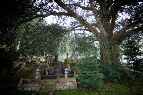 Muskatnußbaum (The Nutmeg Tree)