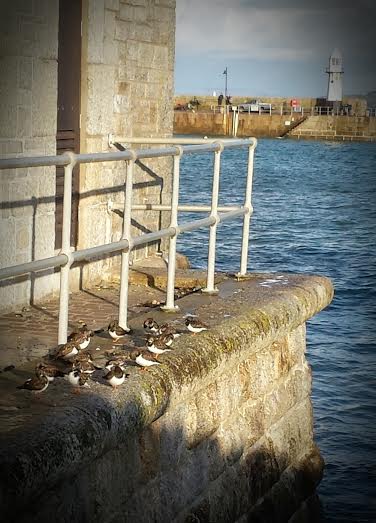 Turnstones