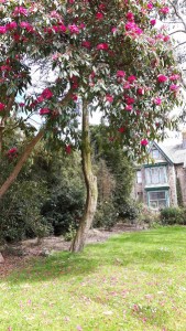 Penlee Park in Penzance