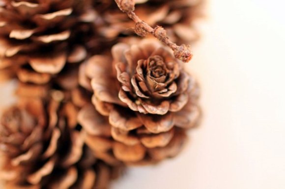 Gesammelter Herbst (c) Foto von Susanne Haun