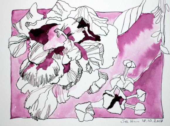 Hortensie - 23,5 x 32 cm - Tusche auf Aquarellkarton (c) Zeichnung von Susanne Haun