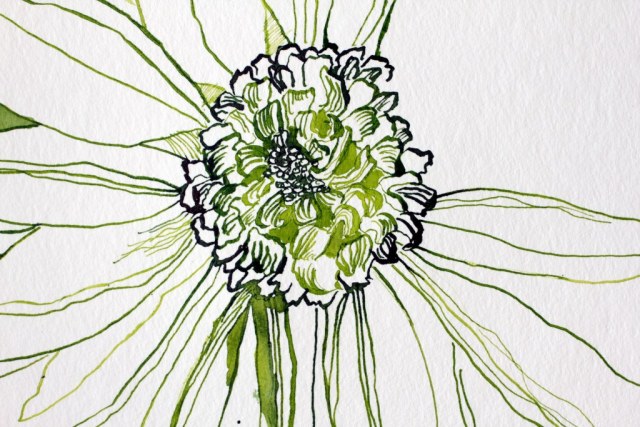 Entstehung Gerbera - 25 x 25 cm - Tusche auf Hahnemuehle Aquarellkarton (c) Zeichnung von Susanne Haun