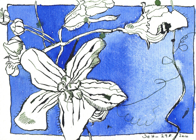 Blaue Blume - Zeichnung von Susanne Haun - 17 x 22 cm - Tusche auf Bütten