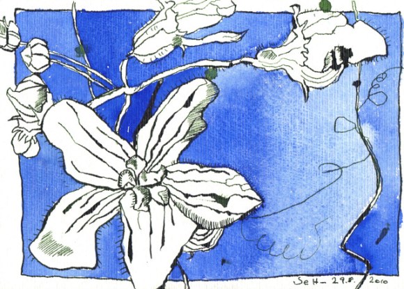 Blaue Blume - Zeichnung von Susanne Haun - 17 x 22 cm - Tusche auf Bütten