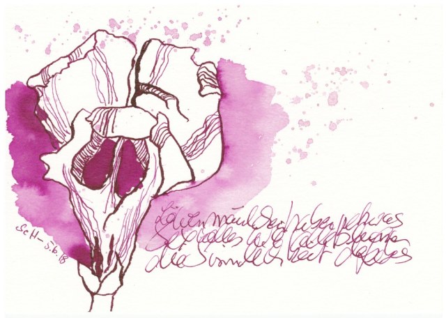 Löwenmäulchen des Lebens - 13 x 18 cm - Tusche auf Hahnemuehle Aquarellkarton Burgund (c) Zeichnung von Susanne Haun