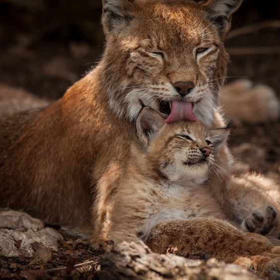 85c34edbc9ec6e5b9331e9d790418de9