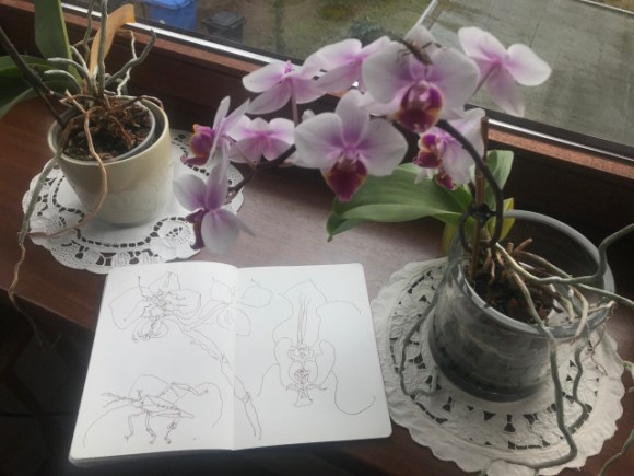 Mamas Orchideen im Wintergarten, Zeichnung und Foto von Susanne Haun (c) VG Bild-Kunst, Bonn 2019