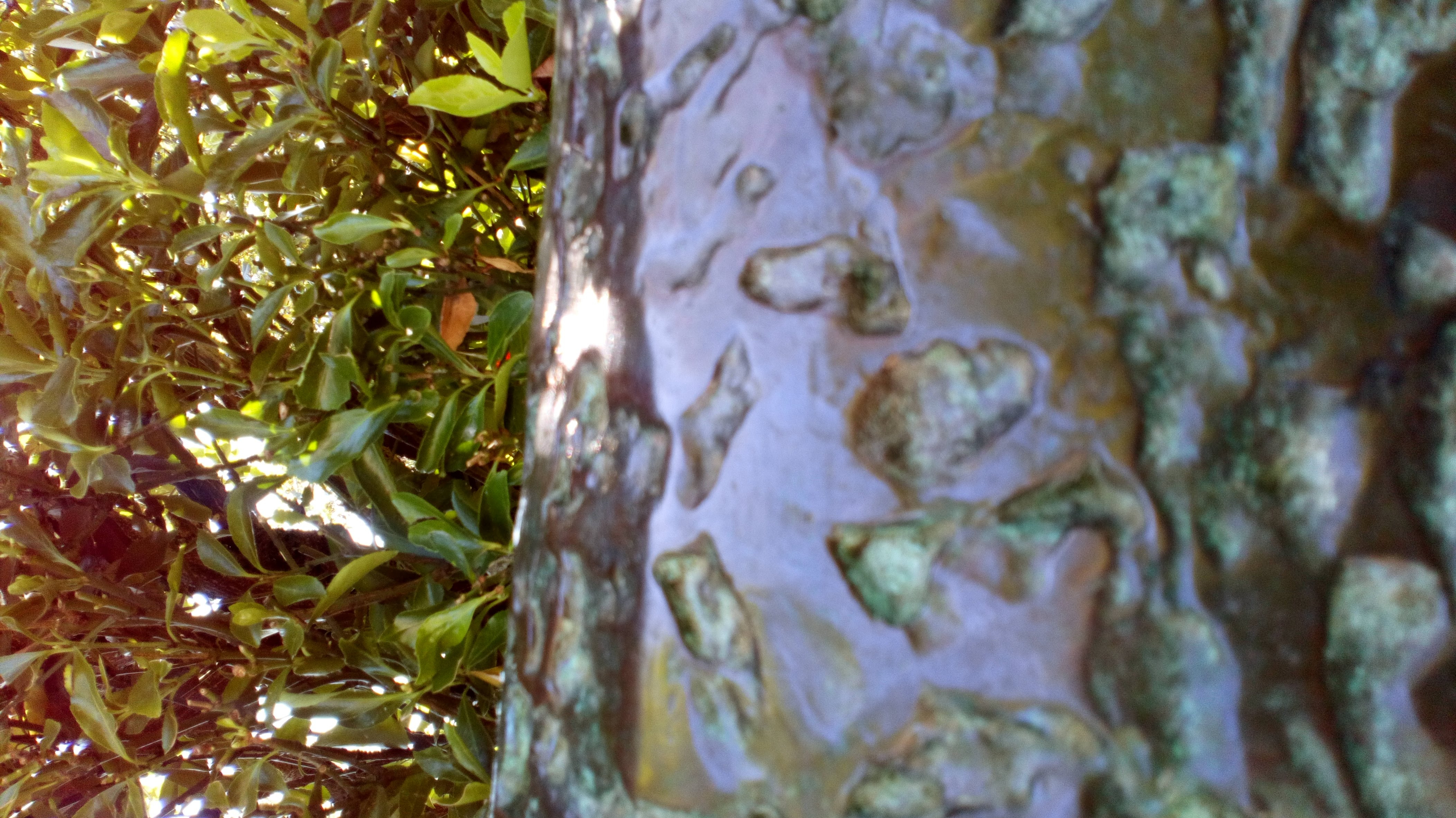dsc_1245.jpg